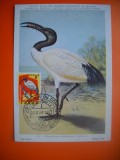 HOPCT MAXIMA NR 1051 CONGO LATHAM / PASARI 1963 -AFRICA-FAUNA
