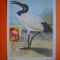 HOPCT MAXIMA NR 1051 CONGO LATHAM / PASARI 1963 -AFRICA-FAUNA