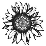 Cumpara ieftin Sticker decorativ, Floarea Soarelui, Negru, 60 cm, 10660ST, Oem