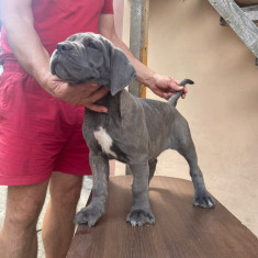 Cane Corso