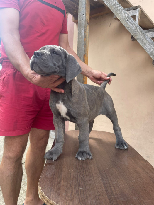 Cane Corso