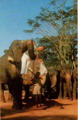 CEYLON, Fauna, Elefanti foto