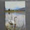 FAUNA - PASARI - LEBADA PE LAC - CIRCULATA, TIMBRATA -