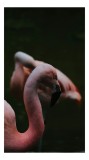 Tablou Canvas, "Flamingo roz &icirc;n lumină subtilă", Flamingo, Grație, Eleganță, Serenitate, Contrast, Umbre, Roz, Alură, 26 x 39 cm, CMCLASS