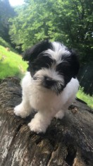 Vand Bichon-shih tzu foto