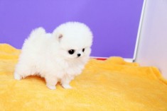 Pomeranian boo cu pedigree foto