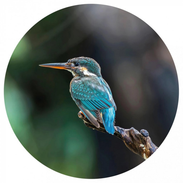 Tapet &icirc;n formă de cerc &bdquo;The Kingfisher&rdquo;, 190 cm