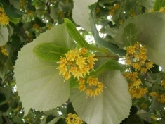 Tei argintiu (Tilia tomentosa) foto