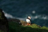 Tablou Canvas, "Puffin pe st&acirc;ncă la malul mării", Puffin, St&acirc;ncă, Mare, Iarbă, Soare, Umbre, Penaj, Ocean, Peisaj, Natura, 39 x 26 cm, CMCLASS
