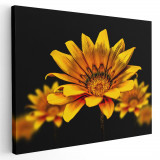 Tablou floare de gazanie galbena Tablou canvas pe panza CU RAMA 50x70 cm