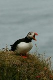 Tablou Canvas, "Puffin pe marginea st&acirc;ncii nordice", Puffin, Ocean, Cliff, Grass, Beak, Wildlife, Nature, Wing, Feathers, Overcast, 26 x 39 cm, CMCLAS
