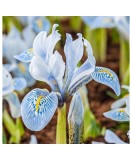 Iris Reticulata, Katharina Hodgkin, Alb/Blue/Galben, 5/+, 1 Bulb, Oem