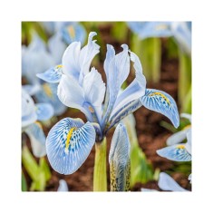 Iris Reticulata, Katharina Hodgkin, Alb/Blue/Galben, 5/+, 1 Bulb