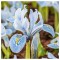 Iris Reticulata, Katharina Hodgkin, Alb/Blue/Galben, 5/+, 1 Bulb