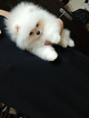 Pomeranian rasa pura foto