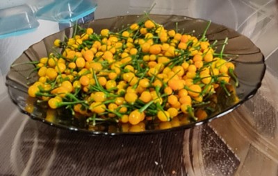 V&amp;acirc;nd ardei iute Aji charapita foto