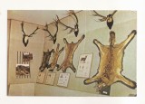 RF187 - Carte Postala - Vatra Dornei. Expozitia de Stiine Naturale, necirculata