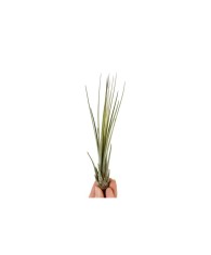 Plantă aeriana, Tillandsia Juncea Baby, 15&times;3 cm