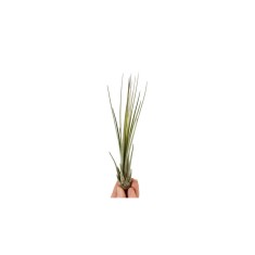 Plantă aeriana, Tillandsia Juncea Baby, 15&times;3 cm