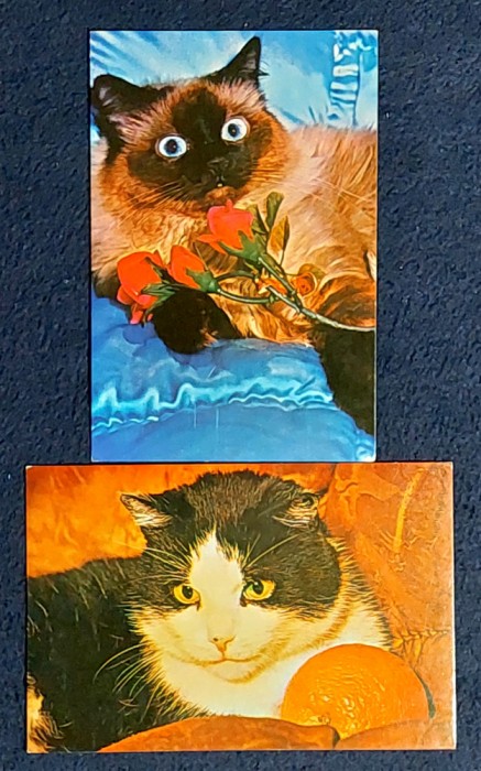 Carti postale pisici