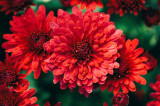Cumpara ieftin Tablou canvas Red flowers, 60 x 40 cm