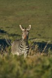 Tablou Canvas, "Zebra &icirc;n peisajul savanei africane", Zebră, Iarbă, Pădure, Natură, Privire, Linie, Africa, Culoare, Pasiune, Liniște, 26 x 39 cm, CMCL