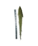 Planta aeriană Tillandsia Usneoides Green - Medie