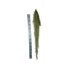 Planta aeriană Tillandsia Usneoides Green - Medie