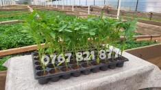 Vand Rasad Rosii Vinete Ardei Castraveti si alte Rasaduri Legume