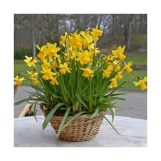 Narcise Tete a Tete,14/16, 1 bulb