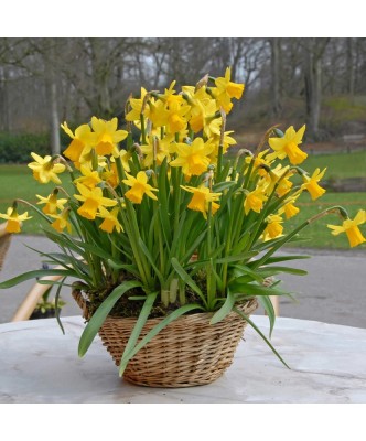 Narcise Tete a Tete,14/16, 1 bulb foto