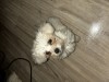 Fetița bichon maltez