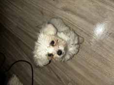 Fetița bichon maltez