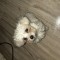 Fetița bichon maltez