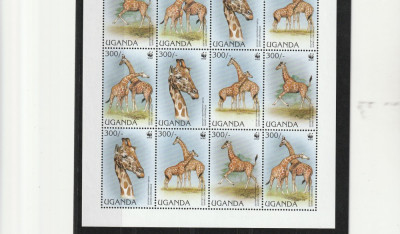 Fauna ,protectia mediului ,WWF,Girafe ,Uganda. foto