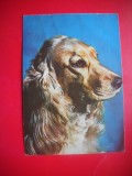 HOPCT 25142 COCKER SPANIEL AURIU - CAINI - ROMANIA - NECIRCULATA