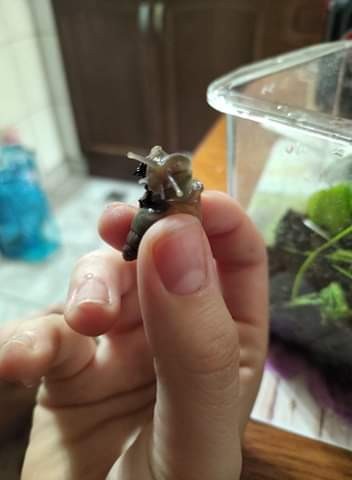 Melci africani uriasi!