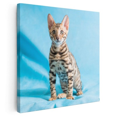 Tablou pisica bengaleza Tablou canvas pe panza CU RAMA 60x60 cm foto