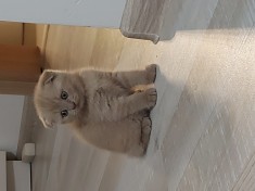 Scottish fold foto