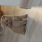 Scottish fold