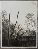 Barza pe un stalp, Romania interbelica// fotografie