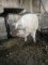 Foto  - 1