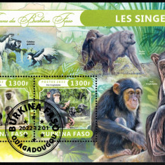 BURKINA FASO 2022 - Fauna africana, Primate /colita