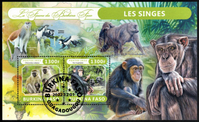 BURKINA FASO 2022 - Fauna africana, Primate /colita foto