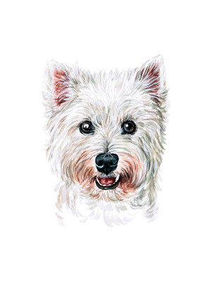 Sticker decorativ Caine West Highland White Terrier, Alb, 73 cm, 3728ST foto