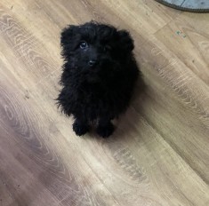 Catei de intors oile foto