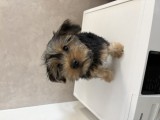 Pui de Yorkshire Terrier mascul