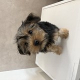 Pui de Yorkshire Terrier mascul