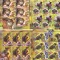 FRUCTE SI FAUNA,2014 MINICOLI,Lp.2038d, MNH,ROMANIA .