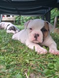 Bulldog America